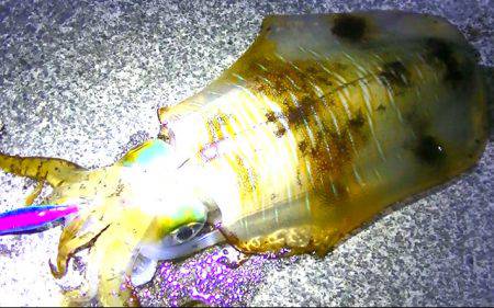 焼津ふぃっしゅーなにて、アオリイカ、太刀魚…